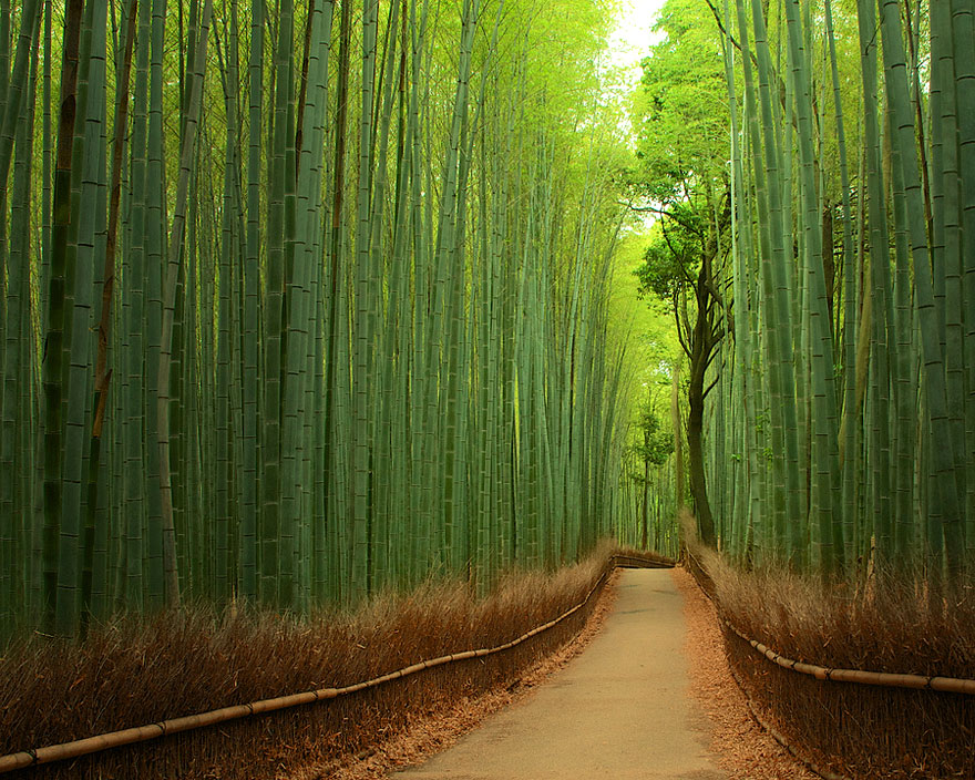 bamboo forest china