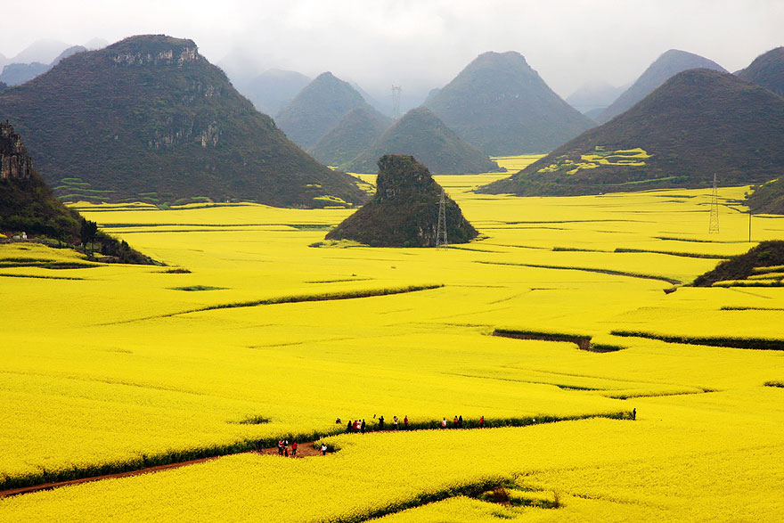 canola flower feild china