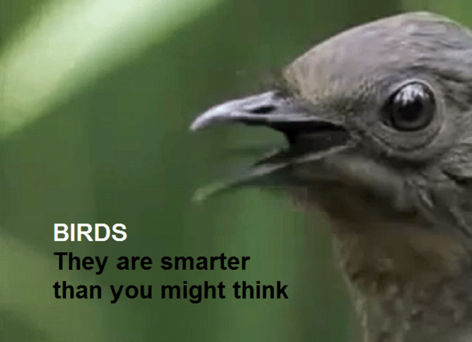 smart birds