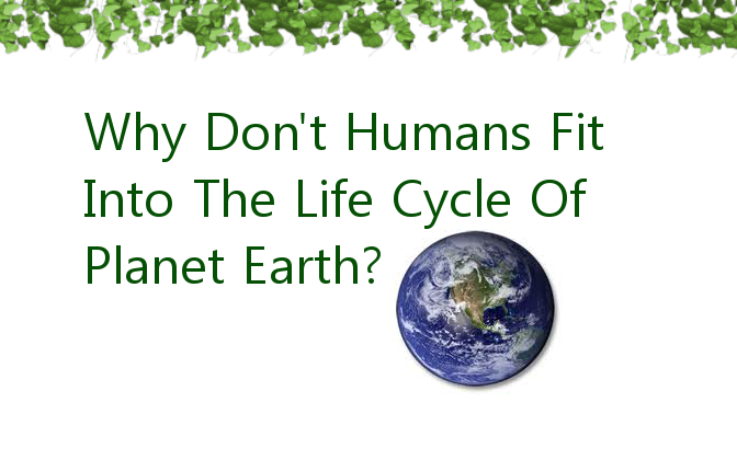 human life cycle